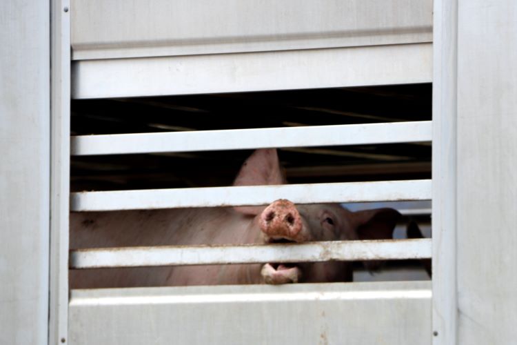 A pig being transported to a slaughterhouse (by Laura Busquets)